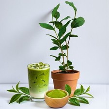 Matcha Tea Plant in 12cm Pot -