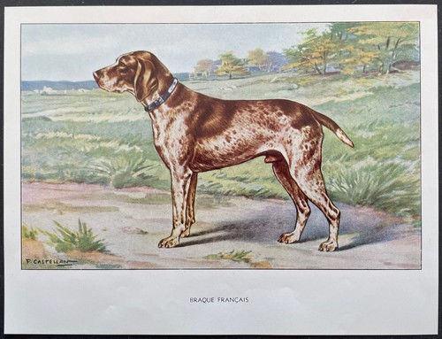 French pointer color