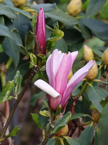Magnolia oriental night tree - "oriental,