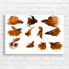 Siamese fighting fish collage - fighting,