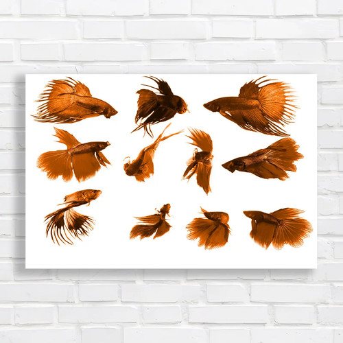 Siamese fighting fish collage - siamese,