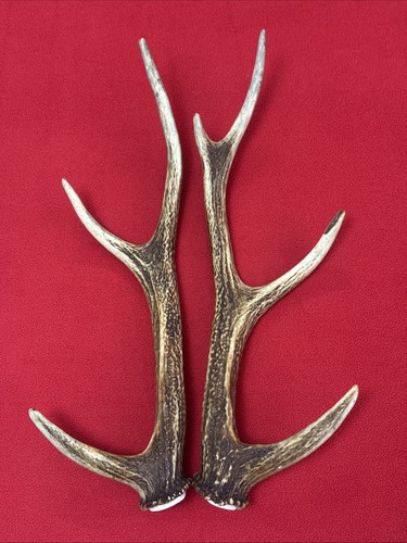 Pair sika deer antlers - sika,