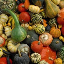 Gourd 'Autumn Glory' x1 Packet