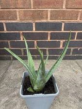 Aloe Vera Plant