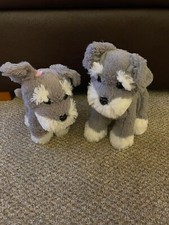 2 Grey & White Schnauzer Puppy