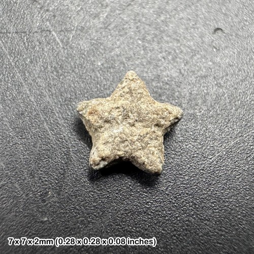 Crinoid star fossil tidmoor - star,