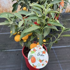 Citrus Onika Poliandra  -