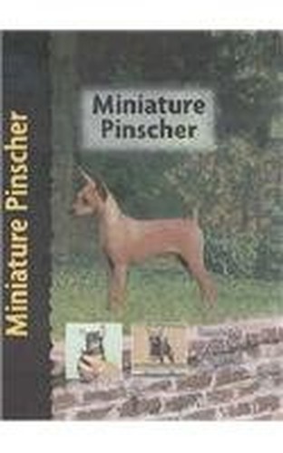 Miniature pinscher pet love - miniature,