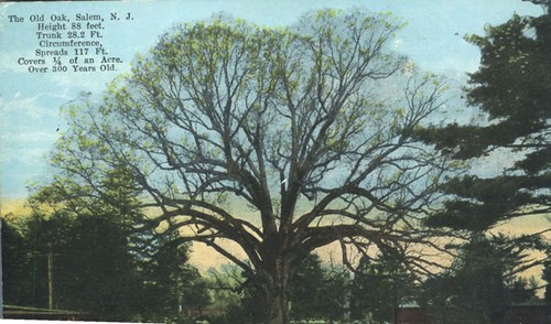 Old oak feet high - old,