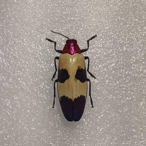 Red speckled jewel - speckled, beetle