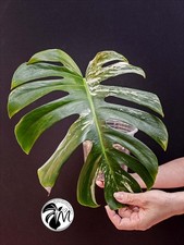 Monstera Variegated Albo