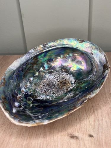 Unique vibrant color abalone - color,