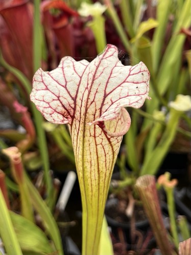 Sarracenia mitchelliana white - sarracenia,