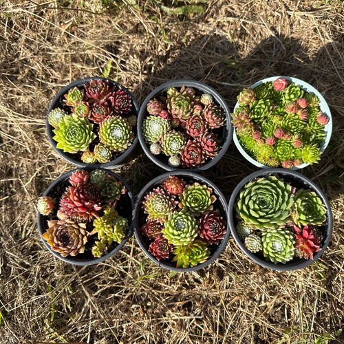 Mixed sempervivum succulent - mixed,