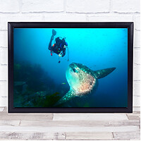 Sunfish fish diving - sunfish,