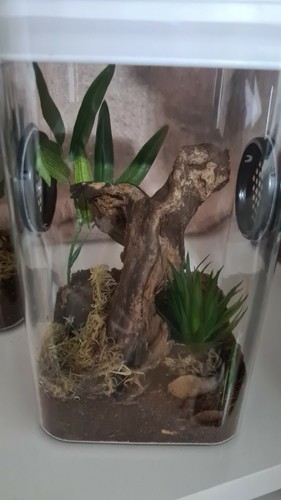Reptile plastic terrarium tank - reptile,