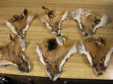RED FOX FACES # 2 & 3  GRADE