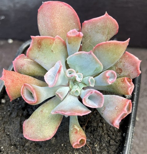 Echeveria trumpet pinky - echeveria,