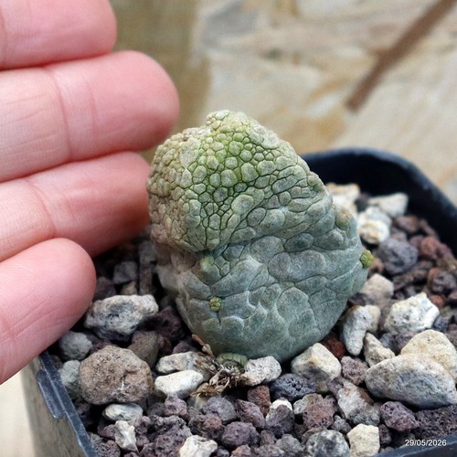 Cubiform pseudoliths vessel - , 7