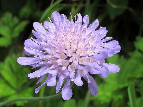 Field scabious knautia - scabious,