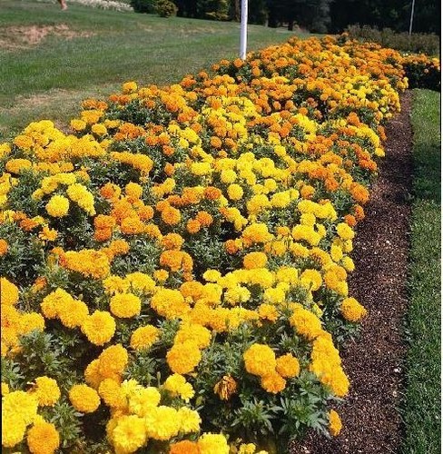 Flower african marigold - marigold,