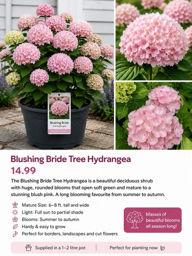 Blushing bride tree - 3,