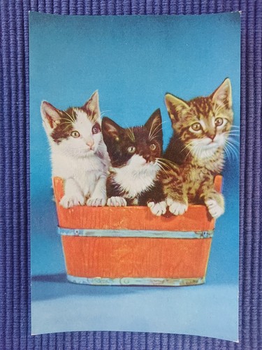 Old postcard cats - 3,