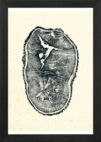English oak tree ring - oak,
