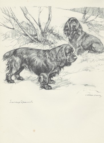Sporting dog print 1938 - sporting,