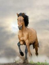 THE UNBEATEN  HORSE RACING SYSTEM