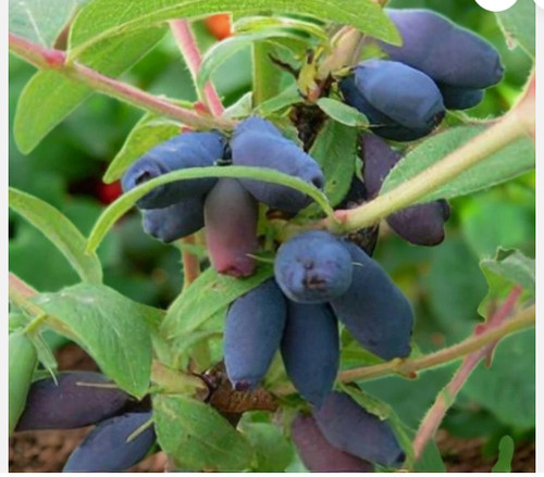 Lonicera caerulea kamtschatica - caerulea,