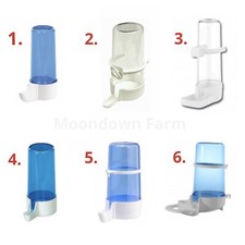 Bird water drinker - bird,