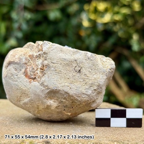 Rare cenoceras striatum fossil