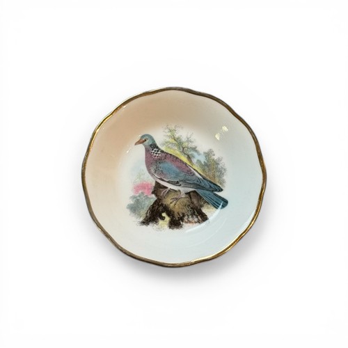 Leatherhead turtle dove - turtle,