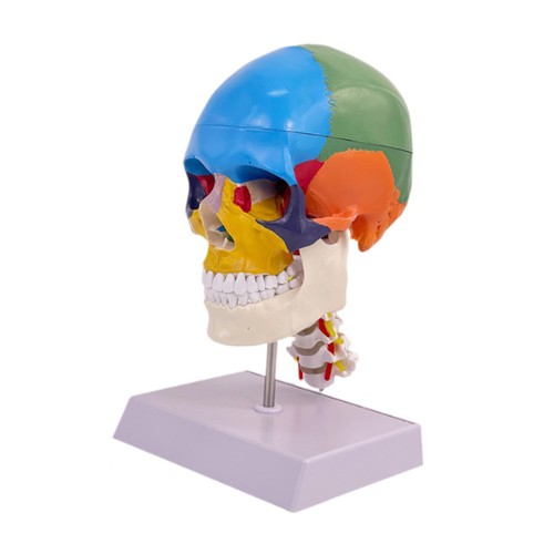 Anatomy human skull brain - skull,