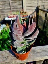 Crassula Garnet Lotus succulent plant 
