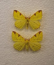 UK Bred Brimstone Moth pair Yorkshire 1980's  /Lepidoptera/ Insects/ Taxidermy