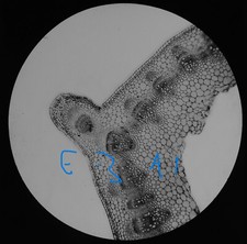 Microscope photo bean stem - microscope,