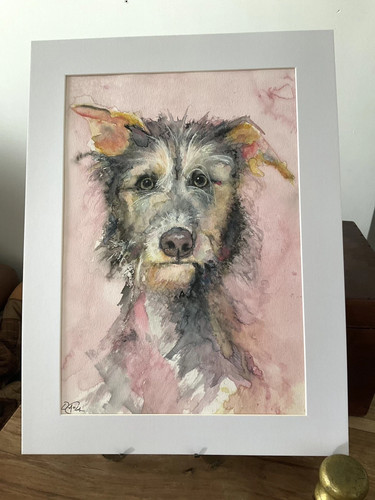 Irish wolfhound dog - irish,