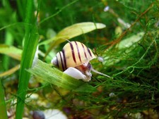 PERSONAL LISTING 10 stagnalis