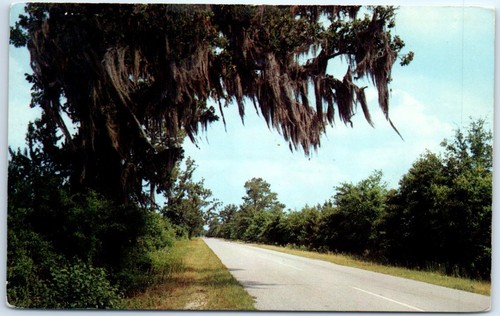 Postcard spanish moss - -,