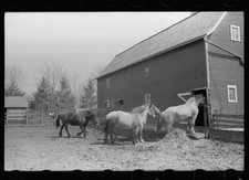 Horses going into the barn, Grundy County. Iowa 1940s Old Photo