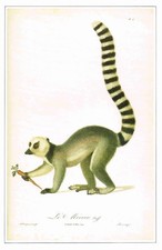 Ring-tailed Lemur Vintage