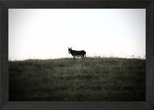 Donkey on the hill Framed Wall