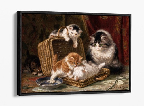 Kittens playing henriette - playing,,