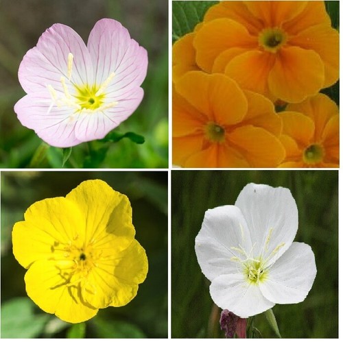 Common evening primrose seeds - common,