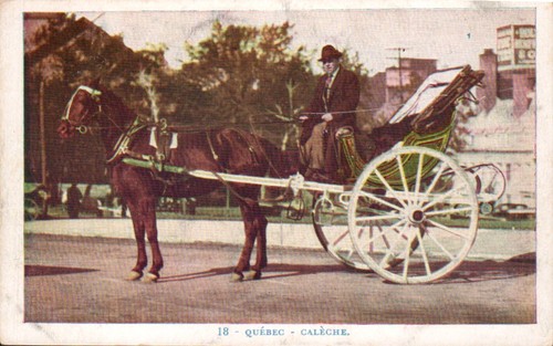 Quebec city caleche horse - -,