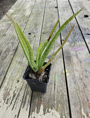Live potted aloe - 1,