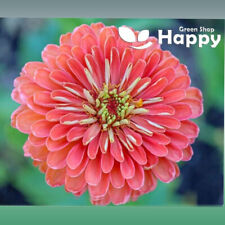 ZINNIA DAHLIAFLOWERED SALMON