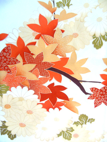 Ayane maple chrysanthemums - maple,